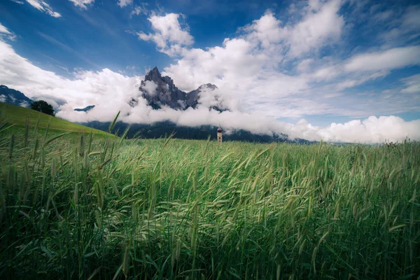 Summer alpine meadow — Stock Photo, Image