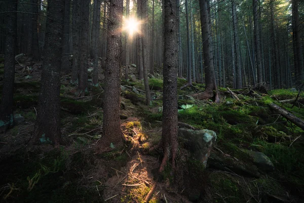 Sunbeam at old forest — Stock Photo, Image