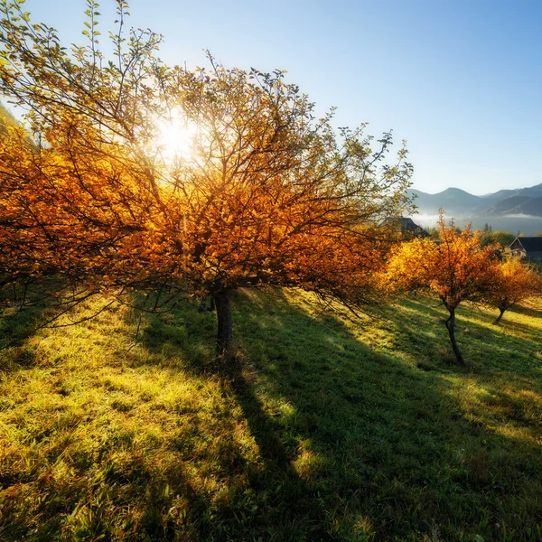 Zahrada na podzim barvy na slunečné ráno — Stock fotografie