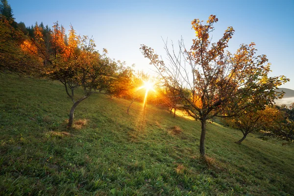 Осенние цвета сада в солнечное утро — стоковое фото
