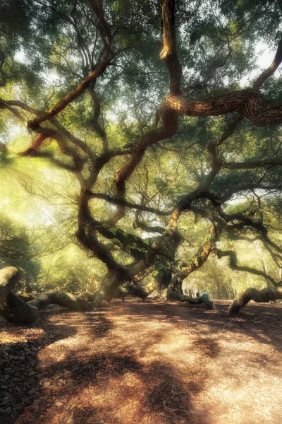 Floresta mágica — Fotografia de Stock