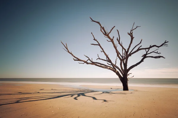 Botânica praia da baía — Fotografia de Stock