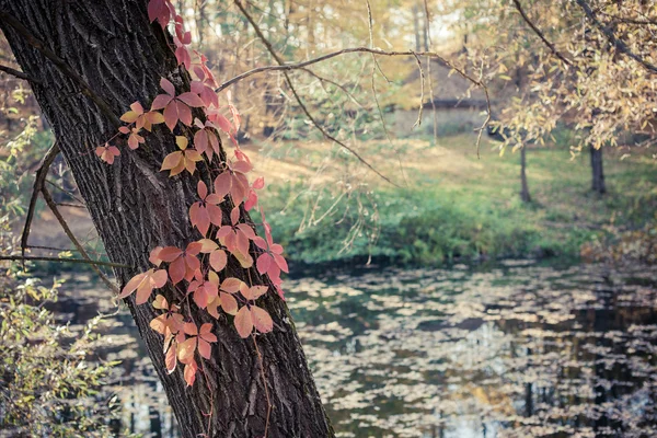 Parque de otoño y estanque — Foto de Stock