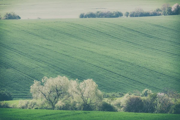 Retro-stijl foto van glooiende heuvels en groene gras velden — Stockfoto