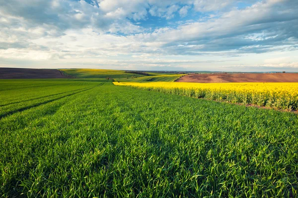 Bellissimo paesaggio campo — Foto Stock