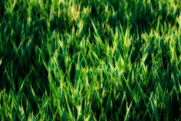 Fondo de hierba verde — Foto de Stock