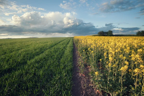 Foto de estilo vintage de hermoso paisaje de campo — Foto de Stock