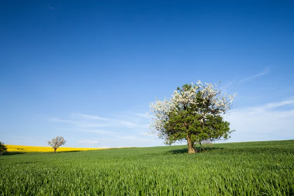 Fält, träd och blå himmel — Stockfoto