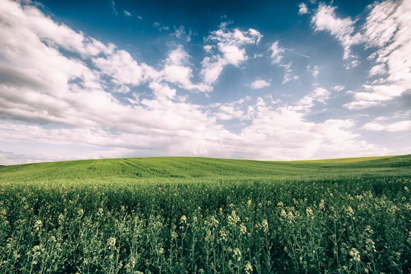 Imagine în stil vintage a câmpului de vară frumos în ziua însorită — Fotografie, imagine de stoc