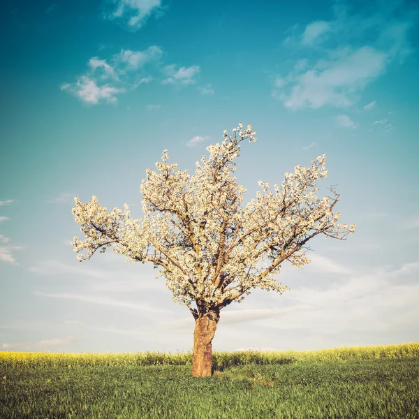 Imagen de estilo vintage de campo, árbol y cielo azul —  Fotos de Stock