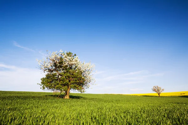 Campo, árbol y cielo azul — Foto de Stock