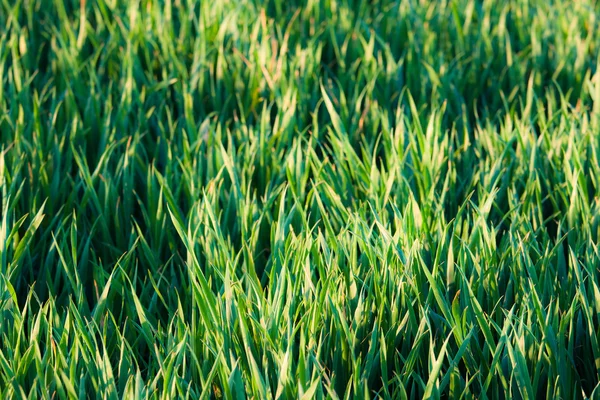 Green grass background — Stock Photo, Image