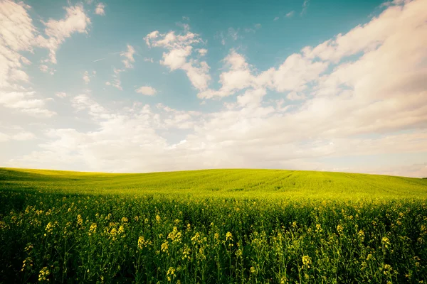 Foto de estilo vintage de hermoso campo de verano —  Fotos de Stock