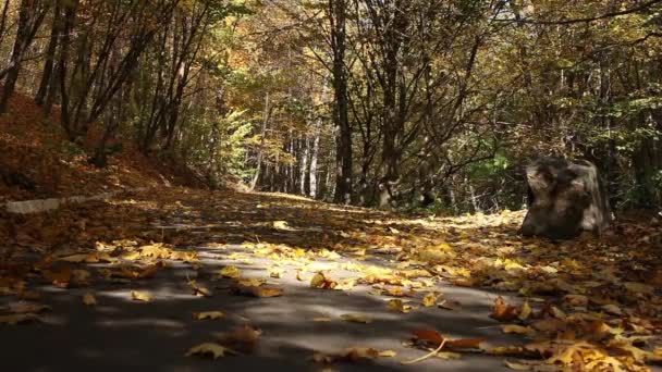 Parque de la ciudad de otoño — Vídeo de stock