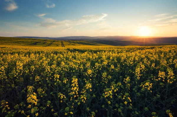 Bellissimo campo giallo paesaggio soleggiato — Foto Stock