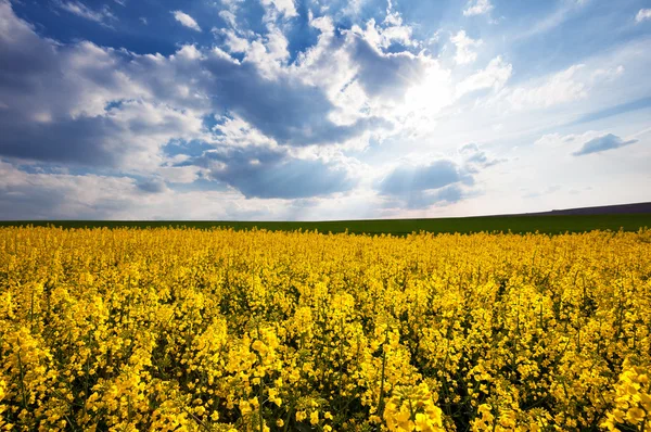 Hermoso campo amarillo paisaje soleado — Foto de Stock