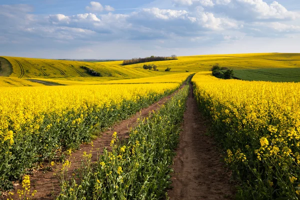 Bellissimo paesaggio campo giallo — Foto Stock