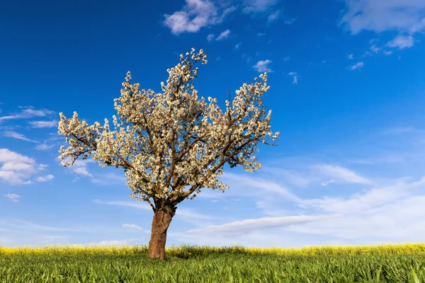 Campo, albero e cielo blu — Foto Stock