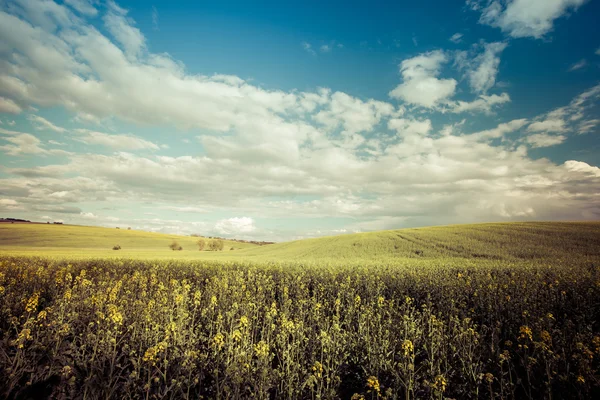 Foto in stile vintage di bellissimo campo estivo nella giornata di sole — Foto Stock