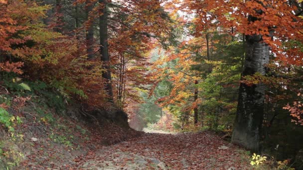 Höst skog — Stockvideo