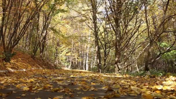 Hojas caídas en el parque de otoño — Vídeos de Stock
