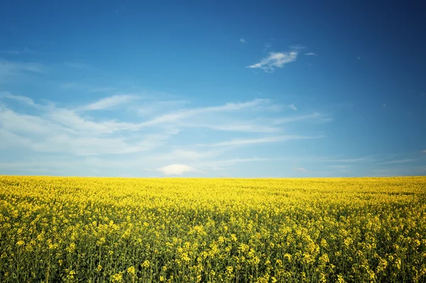 아름 다운 노란색 필드 풍경 — 스톡 사진