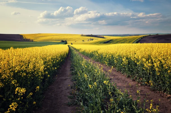 Beautiful yellow field landscape — Stock Photo, Image