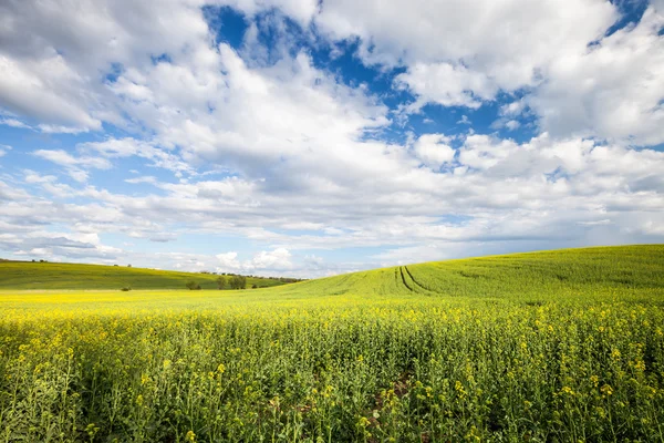 Mooie gele veld landschap — Stockfoto