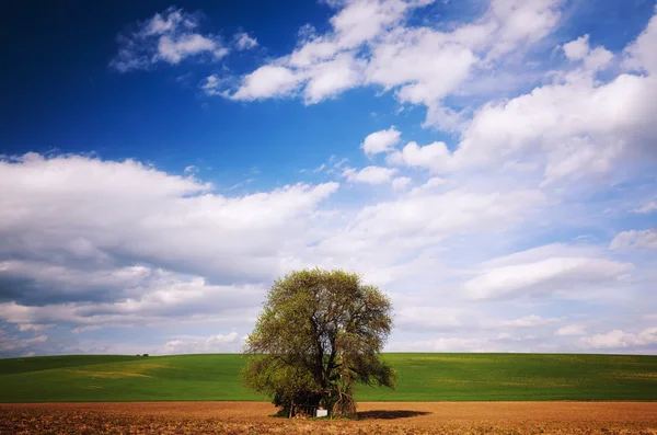 Большое дерево над голубым небом — стоковое фото