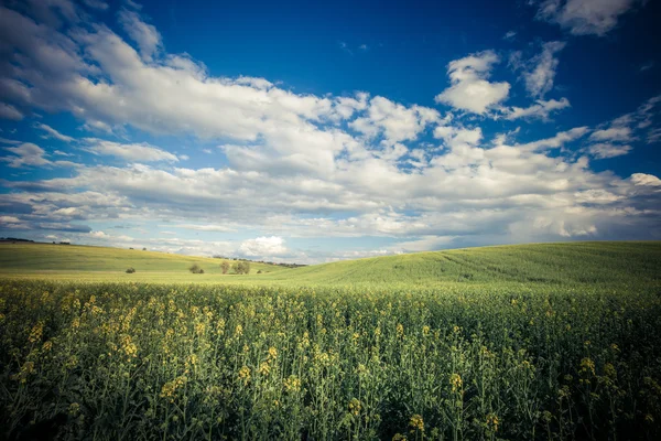 Beautiful yellow field landscape — Stock Photo, Image