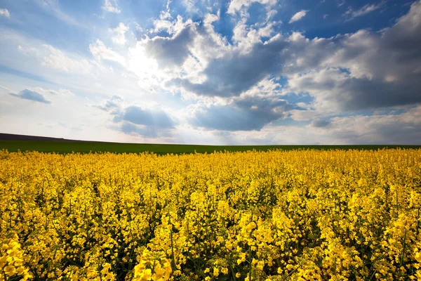Hermoso campo amarillo paisaje soleado — Foto de Stock
