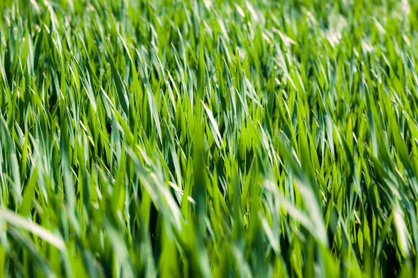 Green grass background — Stock Photo, Image