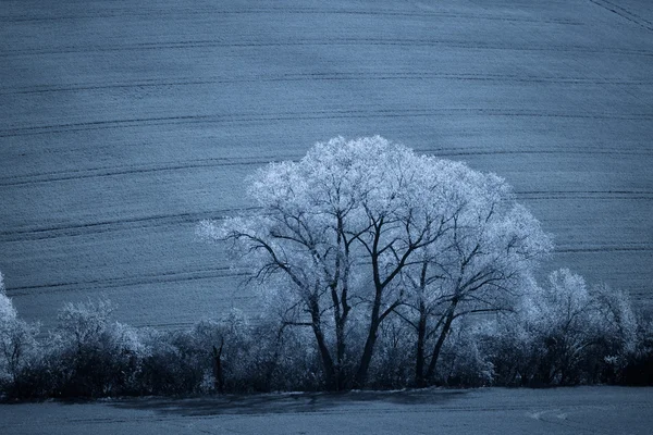 Zomer groene weide nachts — Stockfoto