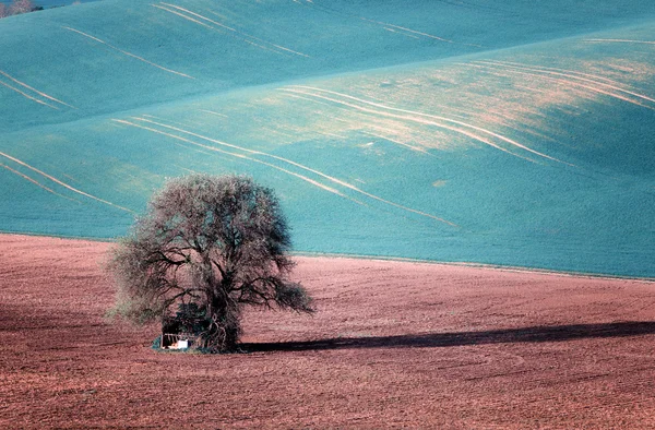 Árbol solitario sobre campos de primavera — Foto de Stock