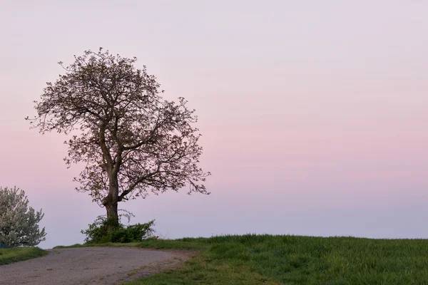Όμορφο εξοχικό τοπίο με μοναχικό δέντρο — Φωτογραφία Αρχείου