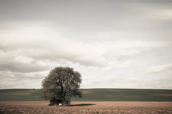 Μεγάλο δέντρο πάνω συννεφιασμένο ουρανό — Φωτογραφία Αρχείου