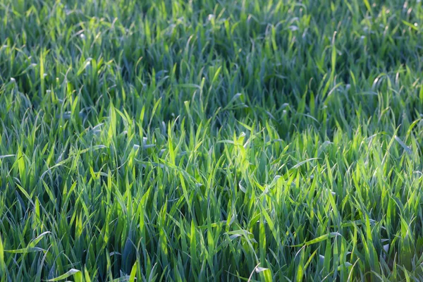 Groene grasachtergrond — Stockfoto