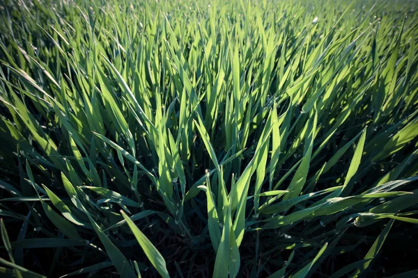 Groene grasachtergrond — Stockfoto