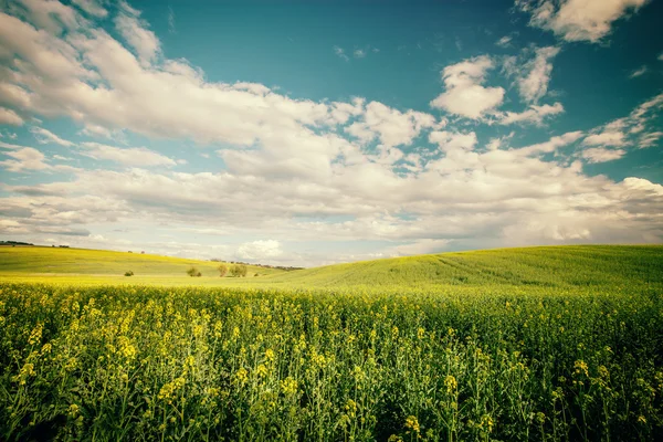 Foto estilo retro de belo campo de verão — Fotografia de Stock