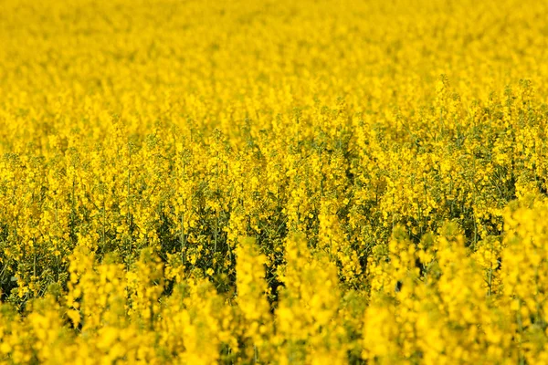 Campo de colza amarilla — Foto de Stock