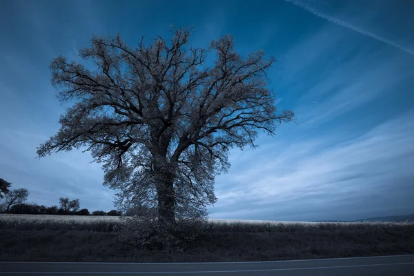Grande albero sopra cielo scuro di notte — Foto Stock