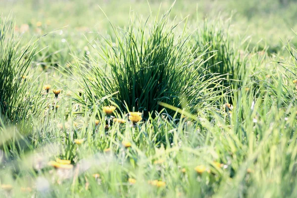 Grünes Gras sonnige Wiese — Stockfoto