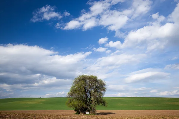 Großer Baum über blauem Himmel — Stockfoto