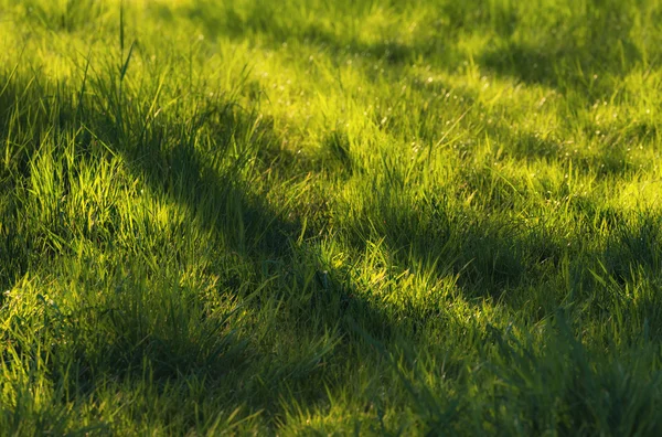 Grünes Gras sonnige Wiese — Stockfoto