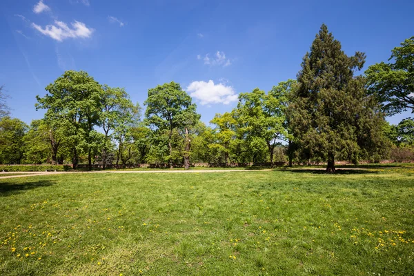 Güneşli bir günde yeşil park — Stok fotoğraf