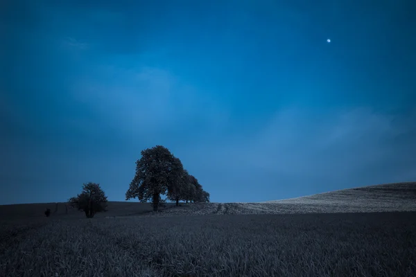 Stromy na jaře polí v noci — Stock fotografie