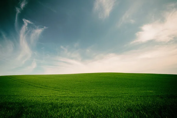 Imagen de estilo vintage de hierba verde y fondo de cielo azul —  Fotos de Stock