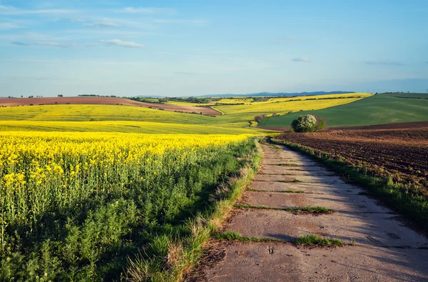 美丽的黄色字段农村景观 — 图库照片