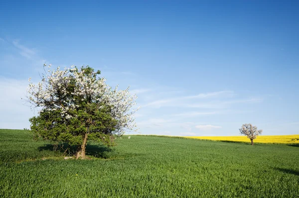 Campo y cerezo sobre el cielo azul — Foto de Stock