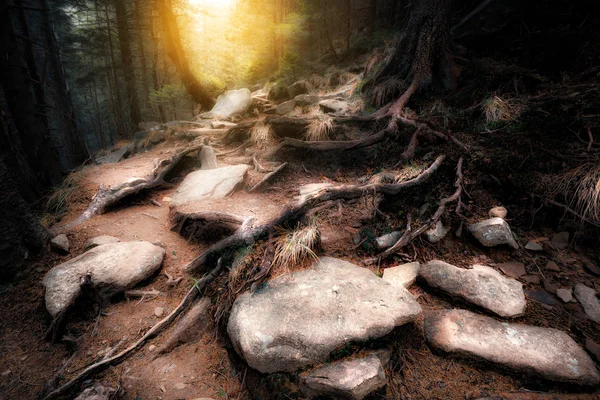 古老神秘的森林 — 图库照片